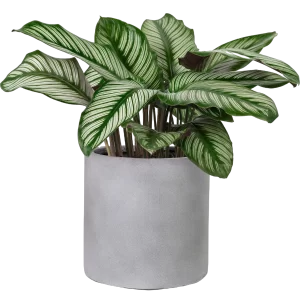 Calathea Sanderiana