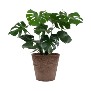 Monstera Deliciosa Plant